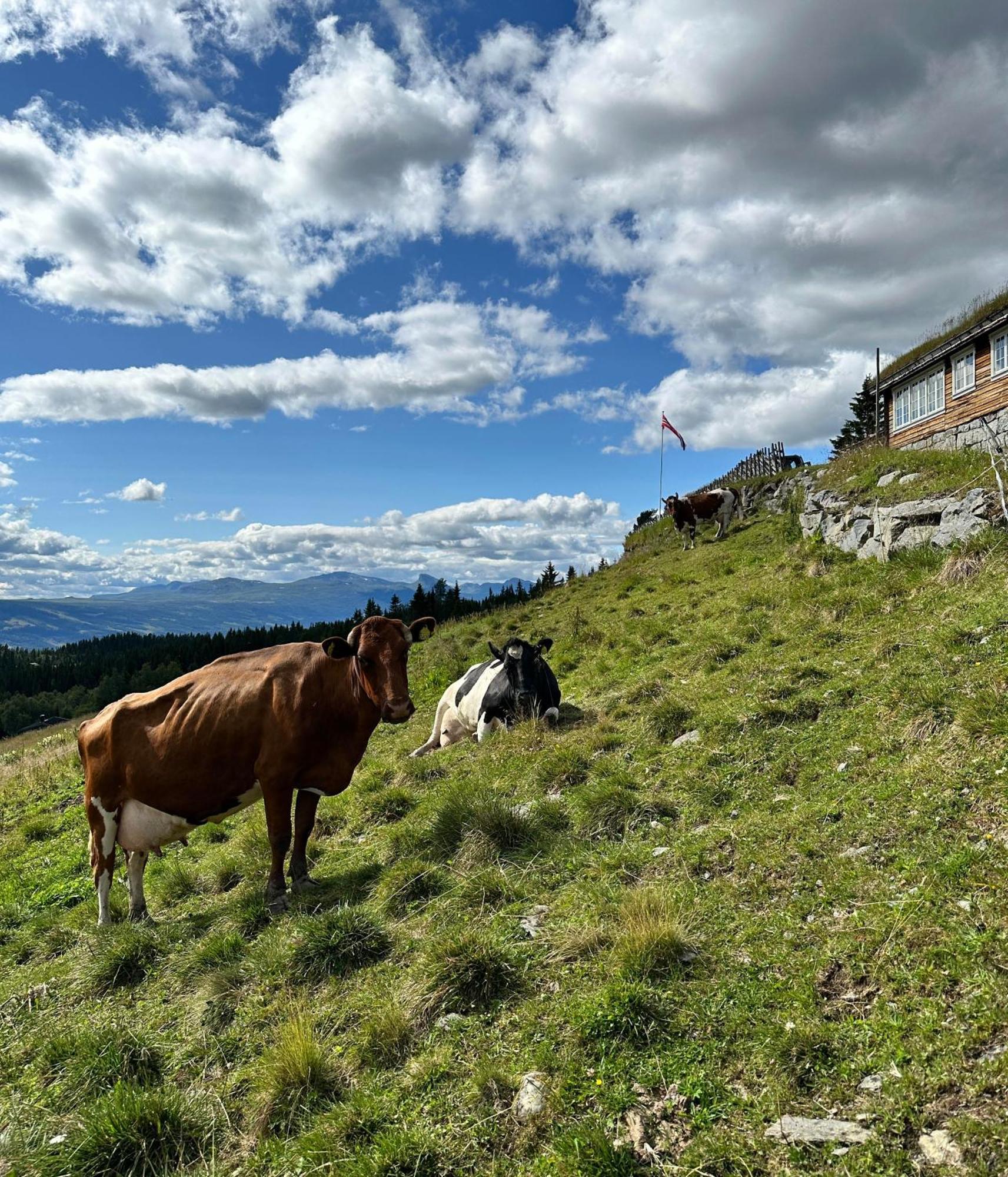 Lostegard Cabins Gol Exteriér fotografie